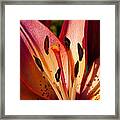 Shy Pink Lily Framed Print