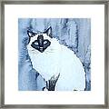 Siamese Cat Framed Print