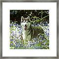 Siberian Husky In Bluebells Framed Print