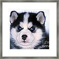 Siberian Husky Puppy Framed Print