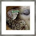 Side Close Up Profile Of Ram With Tag Framed Print