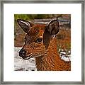 Sika Deer Fawn At Assateague Island National Seashore Framed Print