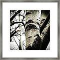 Silent Witness Framed Print