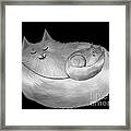 Silver Cats Framed Print