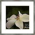 Silver Ghost Rose. Framed Print