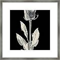 Silver Rose Framed Print