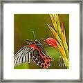 Silver Spotted Flambeau Framed Print