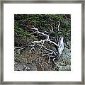 Silver Tree Framed Print