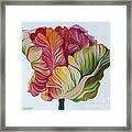 Simple Tulip Framed Print