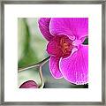 Simply Delicate Pink Orchid Framed Print