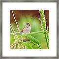 Singing For A Companion Framed Print