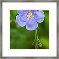 Single Flower Blue Flax Framed Print