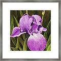 Single Iris Framed Print