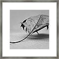 Single Leave In Black And White 2 Framed Print