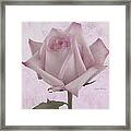 Single Pink Rose Blossom Framed Print