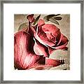 Single Red Rose Flower Painting In Sepia 3183.02 Framed Print