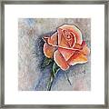 Single Rose In Oil Framed Print