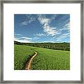Singletrack Trail Running Thru Meadow Framed Print