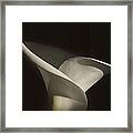 Singular Calla Framed Print