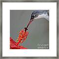 Sipping From A Hibiscus Framed Print