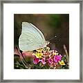 Sitting Pretty Framed Print