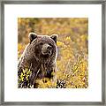 Sitting Smug Framed Print