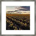 Skagit Daffodils Sunset Sunstar Framed Print