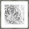 Sketch With Golden Eyes Framed Print