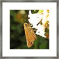 Skipper Butterfly Two Framed Print