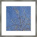 Sky Clouds Branches And Ice Framed Print