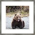 Sleep Bear Framed Print