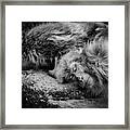 Sleeping Framed Print