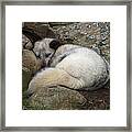 Sleeping Arctic Fox Framed Print