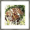 Sleeping Fawn Framed Print