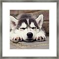 Sleeping Husky Puppy Framed Print