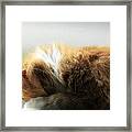 Maine Coon Kitten Catnap Framed Print