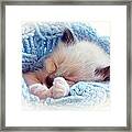 Sleeping Siamese Kitten Framed Print