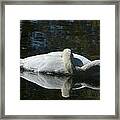 Sleeping Swan Framed Print