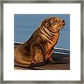 Sleeping Wild Sea Lion Pup Framed Print