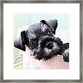 Sleepy Mini Schnauzer Framed Print