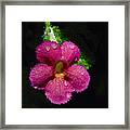 Small Beauty Framed Print