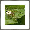 Small Orb-web Spider Framed Print