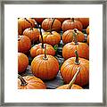Small Pumpkins In Field Framed Print