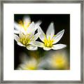 Small White Flowers Framed Print