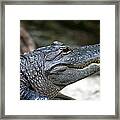 Smiling Alligator Framed Print