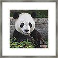 Smiling Giant Panda Framed Print