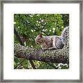 Smiling Squirrel Ready For Pose Framed Print