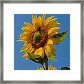 Smiling Sunflower Framed Print