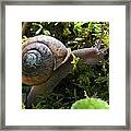 Snail In Moss Framed Print