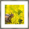 Snail Framed Print